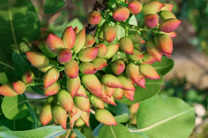 نمونه برداری حاک آب برگ در باغ پسته